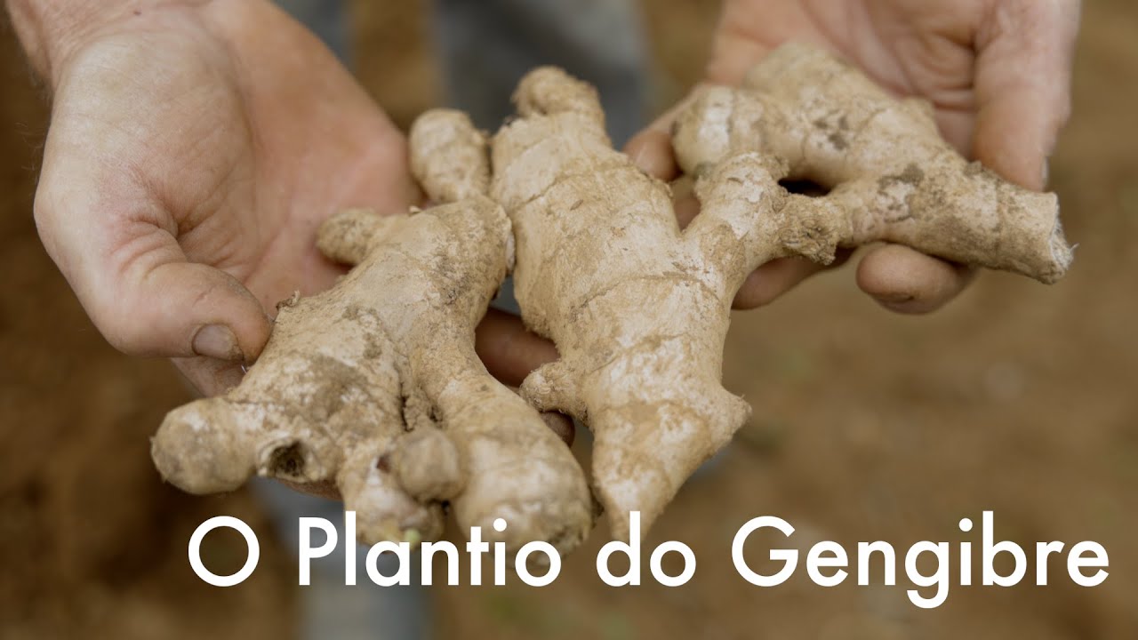 O Plantio do Gengibre - Aprenda a Cultivar Gengibre