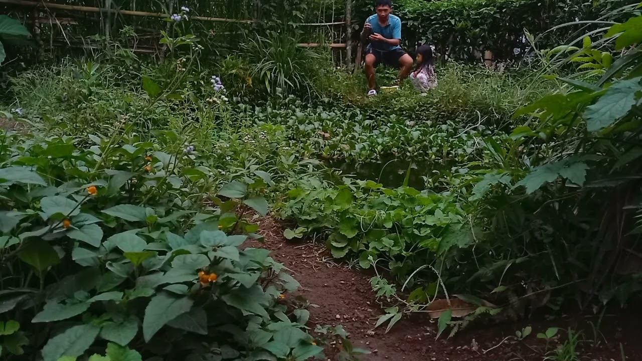 Mancing ikan nila dikolam