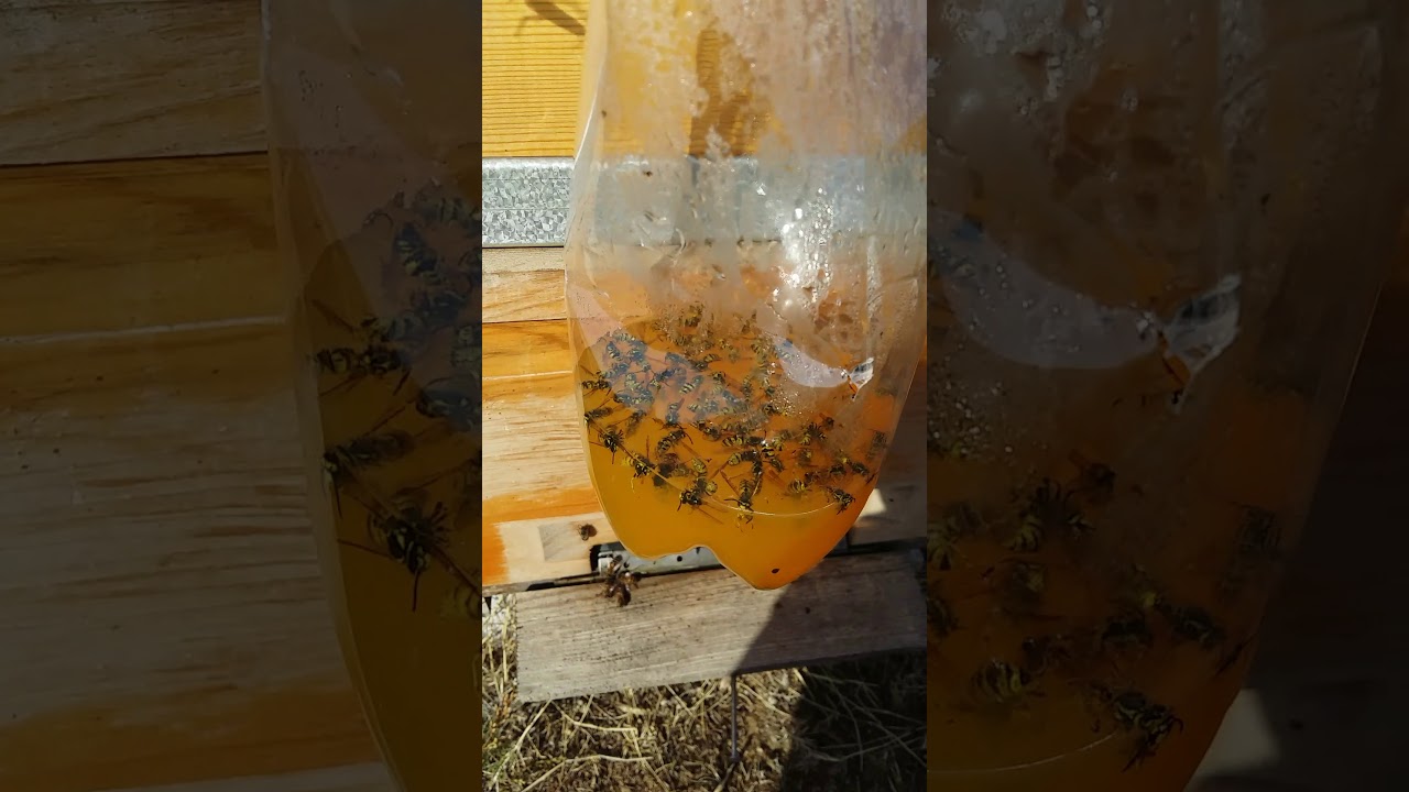 Sarıca arı tuzagı ciger ve fanta denemesi