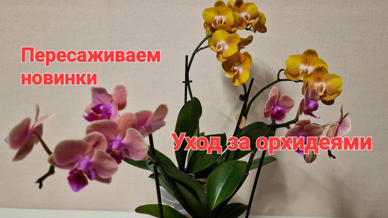 Лас вегас Орхидея Пересаживаем новые орхидеи уход за орхидеями. Орхидея Колибри