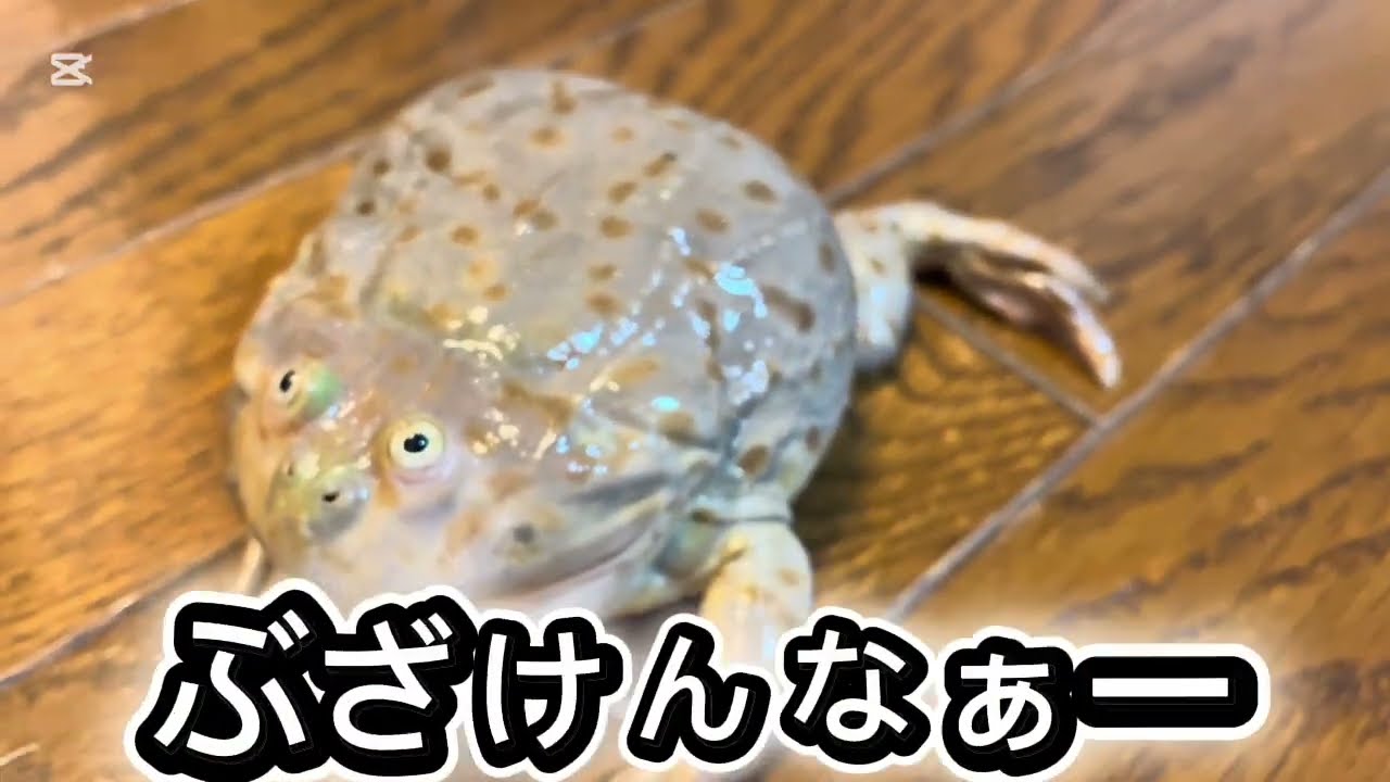 愛しいキミは、29-70B