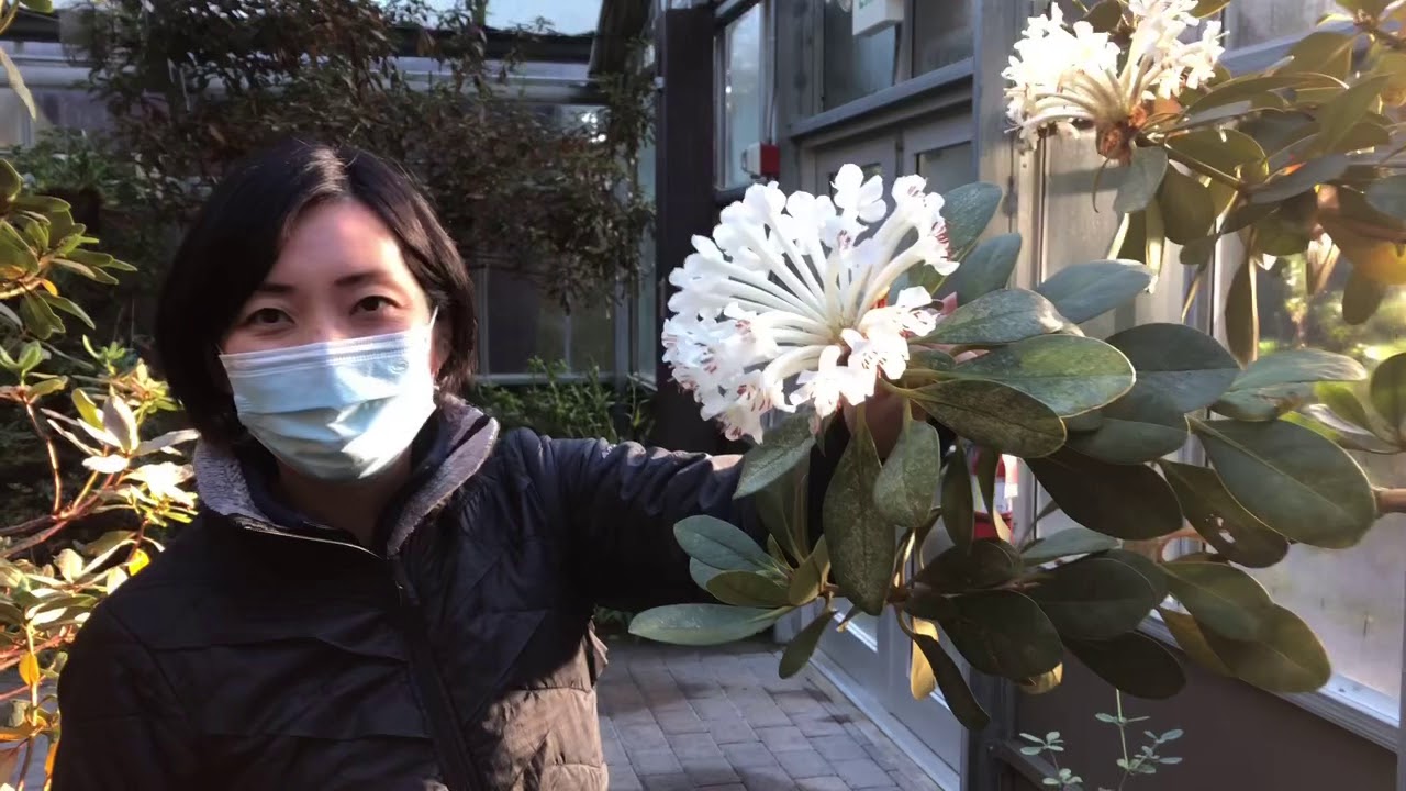 An Introduction to Vireya Rhododendrons with Atsuko Gibson at the Rhododendron Species Garden