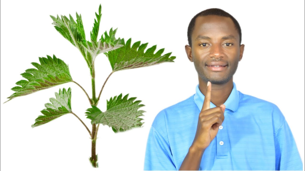 Ngiyi impamvu abazima n'abarwayi bakwiye gukoresha igisura cyane(stinging nettle).