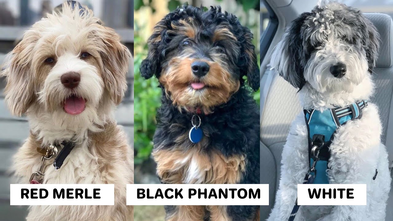 The Different Colors of an Aussiedoodle (Merle, Phantom, etc.)
