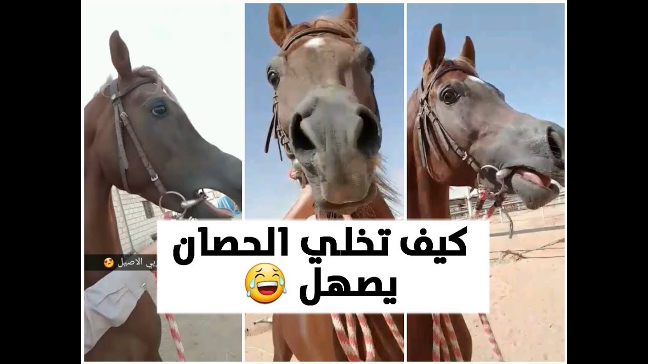 صوت و صهيل الحصان العربي الأصيل 🌷 الفحل / فيفيري