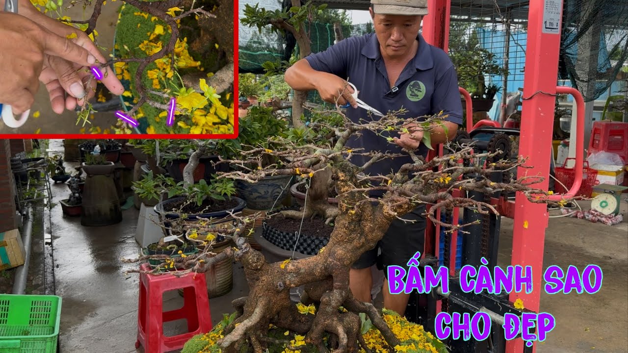 Góp ý bấm cành mai vàng sao cho có bộ chi xương đẹp 
