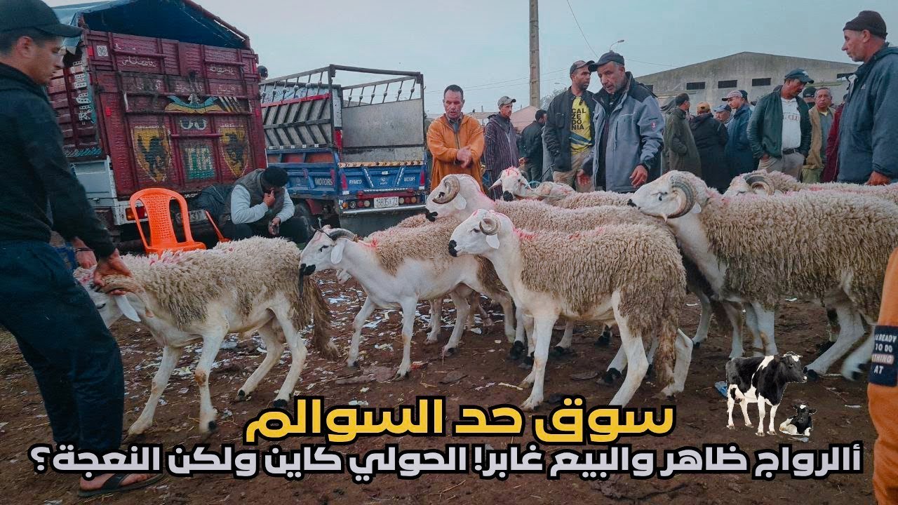 سوق حد السوالم - الصردي حاضر… ولكن النعجة فين مشات؟