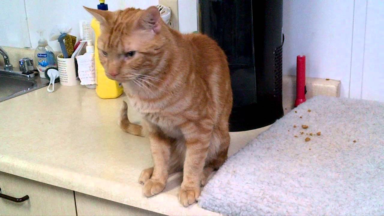 Timone, SCAT Street Cat Alumni