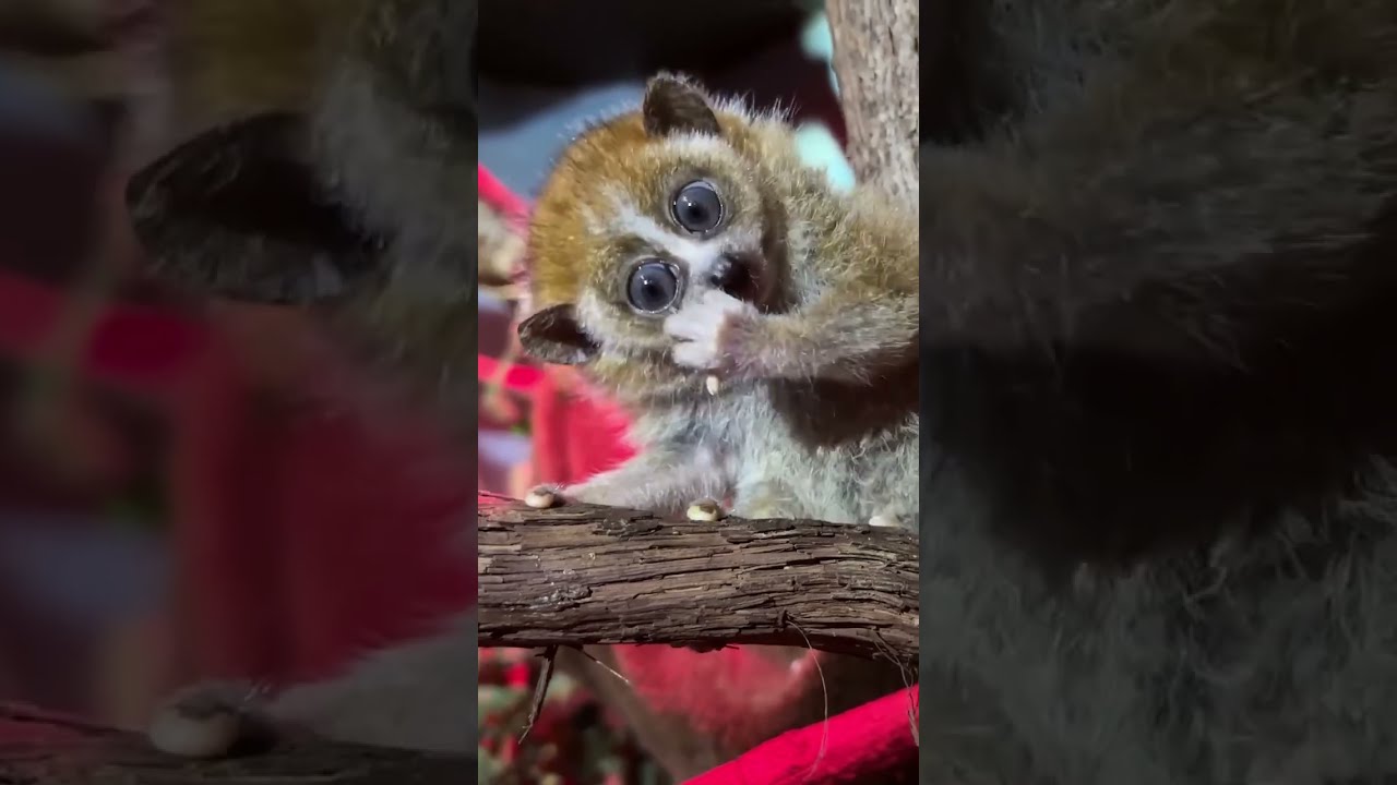Baby pygmy slow lorises ♥️