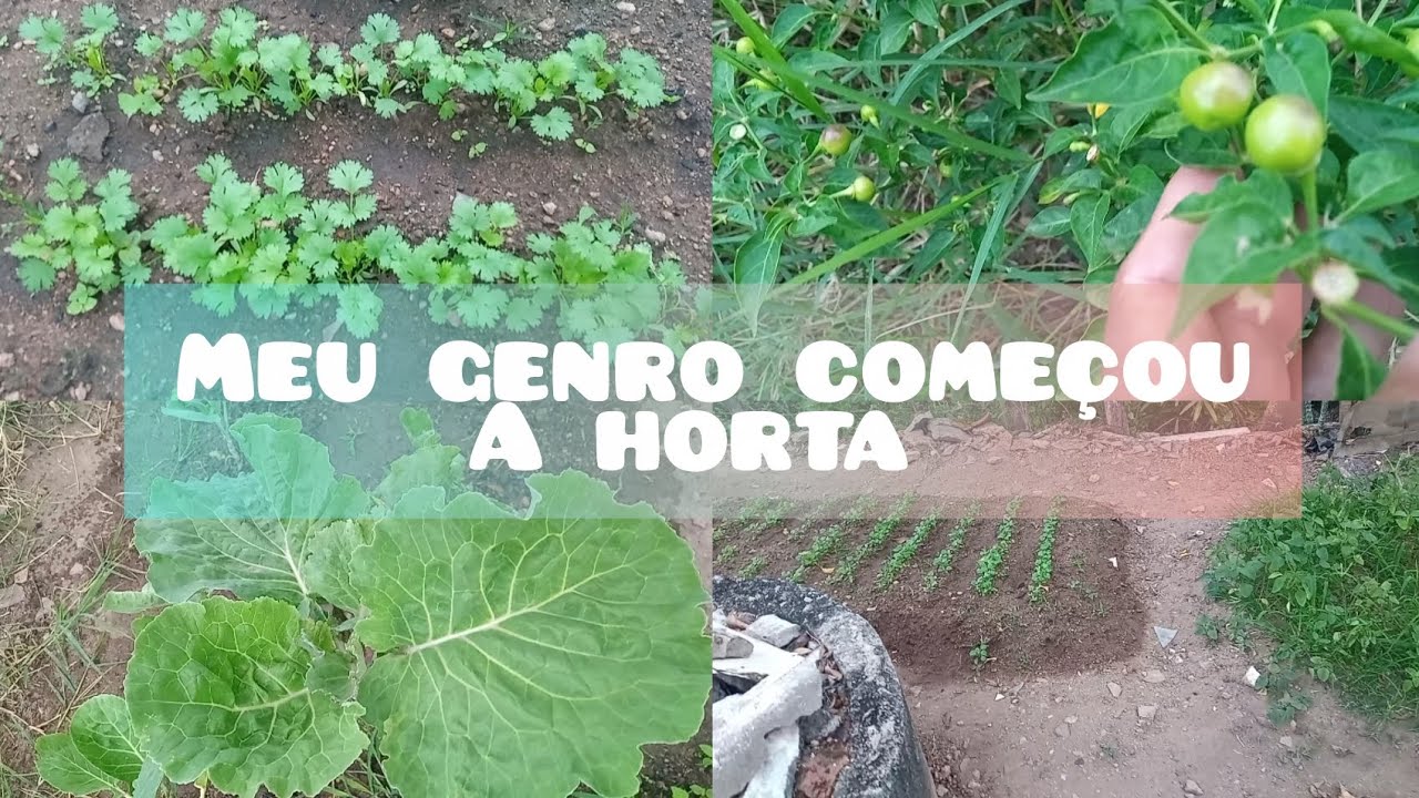 Levando vocês pra conhecer a horta do meu genro