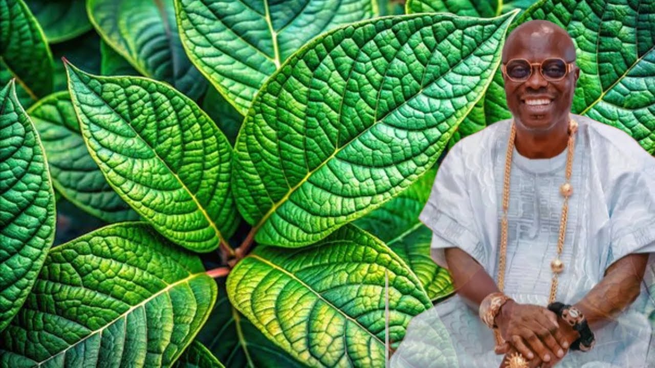 Bitter Leaves for TYPHOID - Oheneba Ntim Barimah