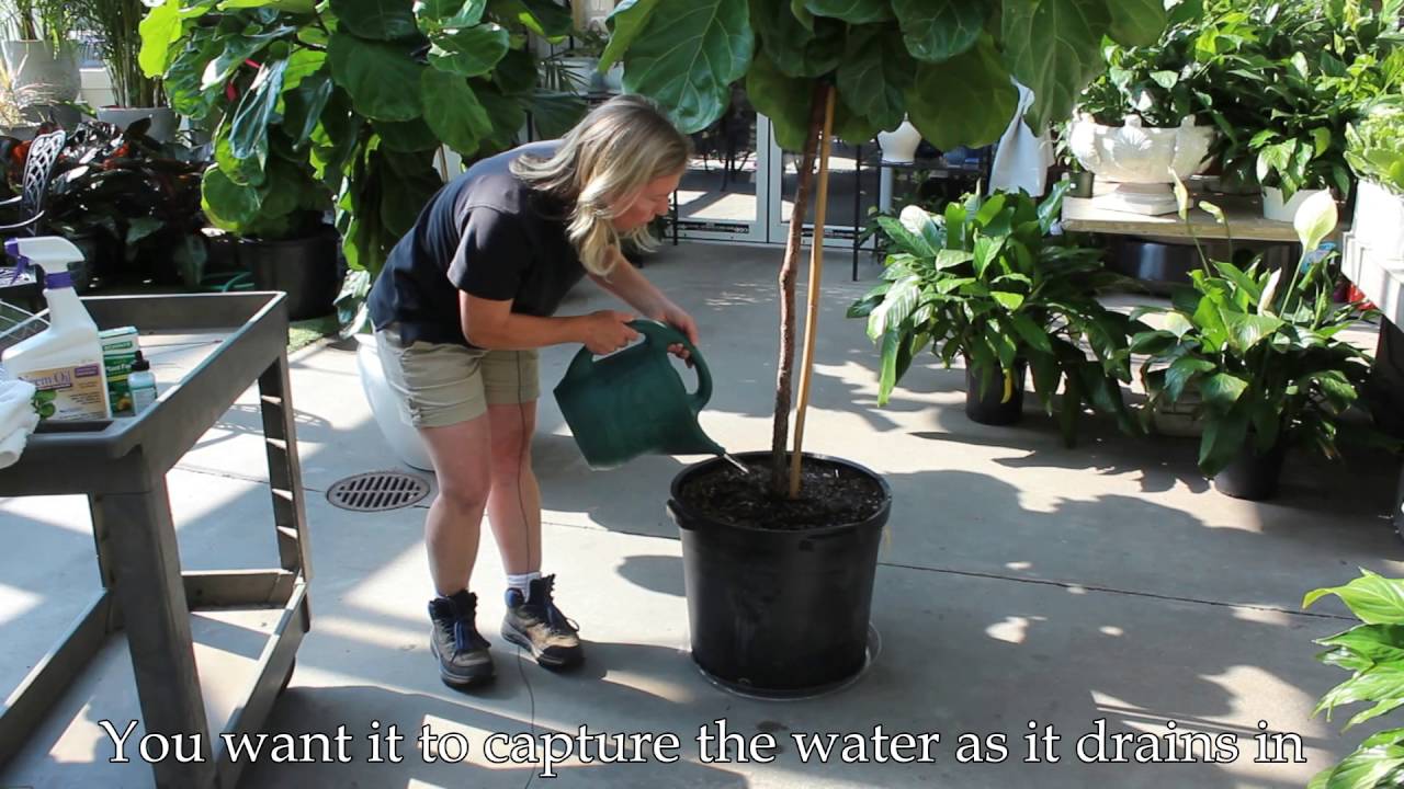 Fiddle Leaf Ficus care-