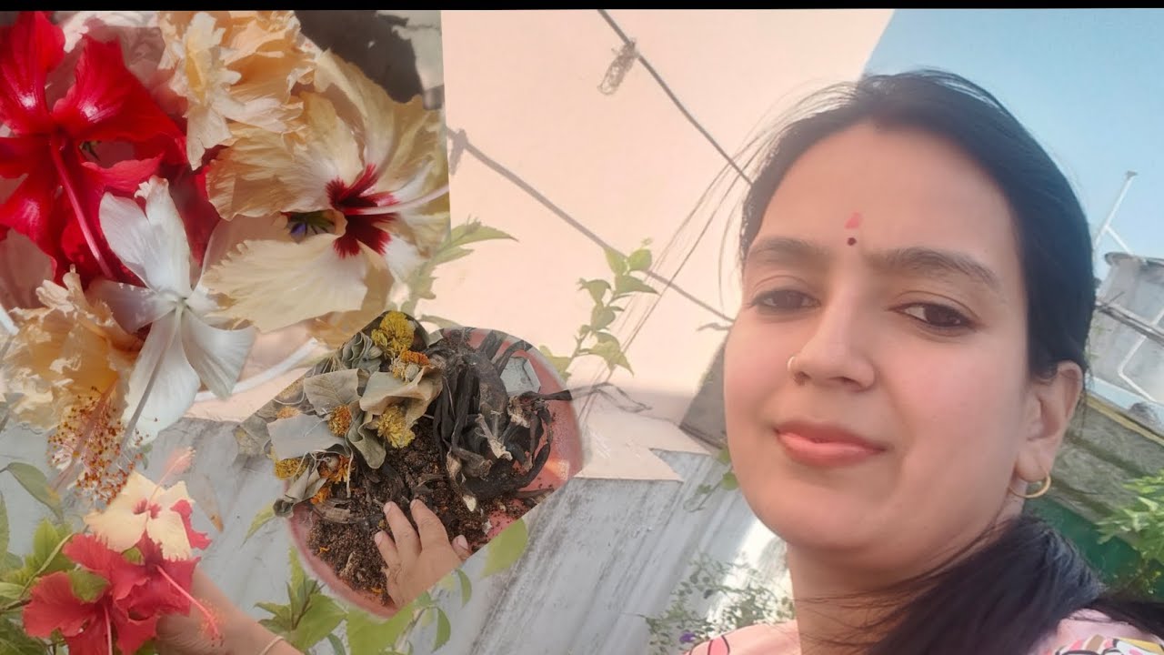 बिना खर्च के पौधों से पाए ढेरों फुल#how to get more flowers 🌺🌺🌺🌺#hibiscus
