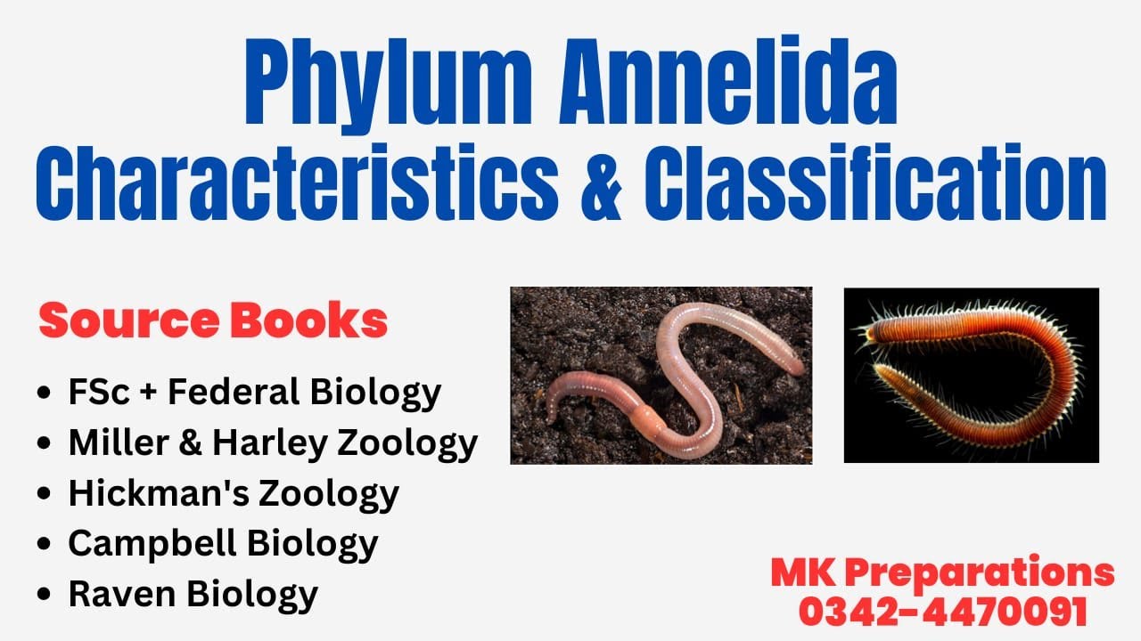 Phylum ANNELIDA Characteristics, Phylogeny & Classification Complete Chapter | Kingdom Animalia
