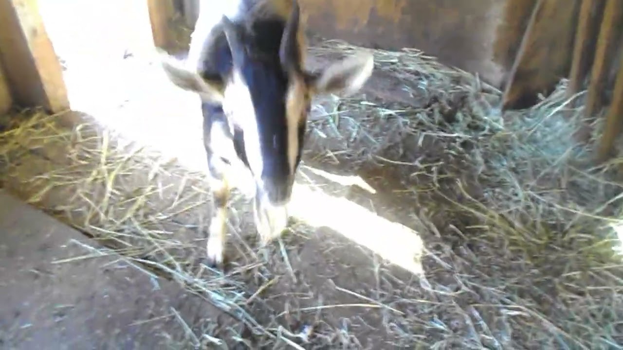 Hidden Hazards With Goats Part 2  - Horns