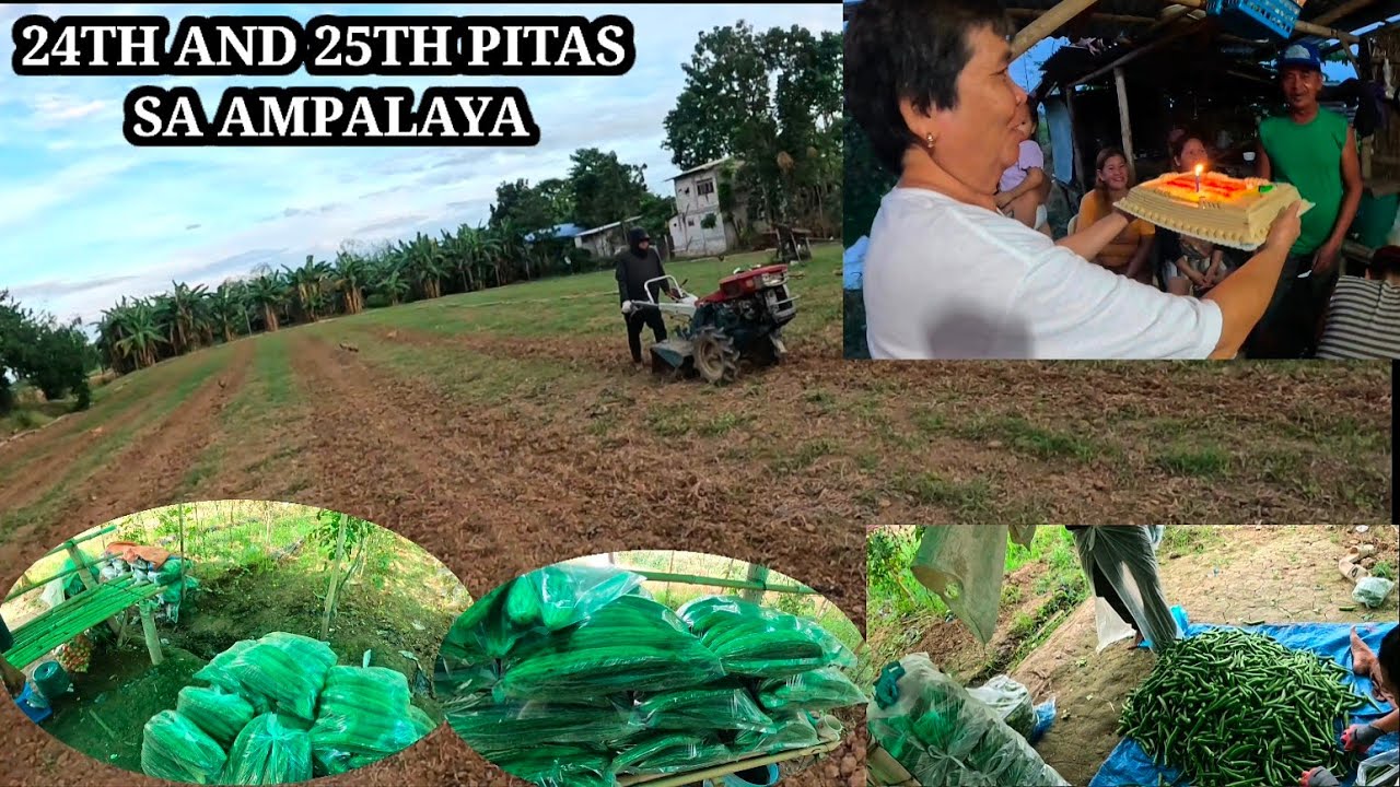 24TH AND 25TH NAMIN HARVEST SA AMPALAYA ,BAPANG KANUTO BDAY CEB SA FARM🎂🙏♥️