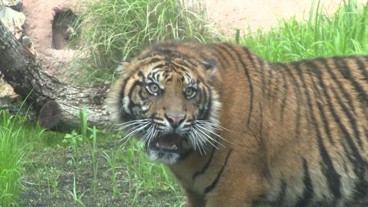 La tigre di Sumatra arriva al Bioparco di Roma