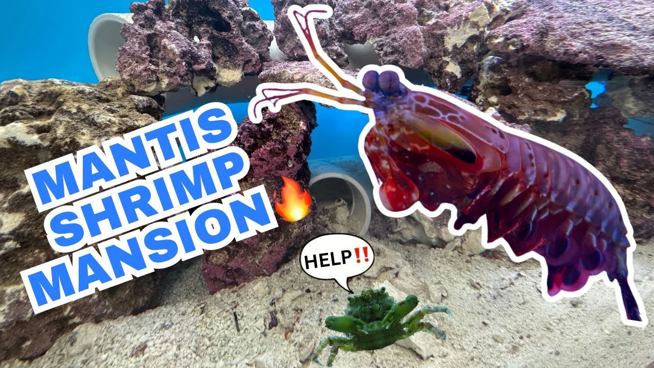 HOW TO Build EPIC Peacock Mantis Shrimp Aquarium 