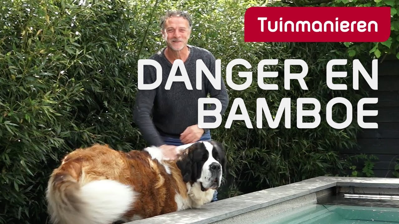 Woekerende en niet woekerende bamboe | Plantenkennis | Tuinmanieren