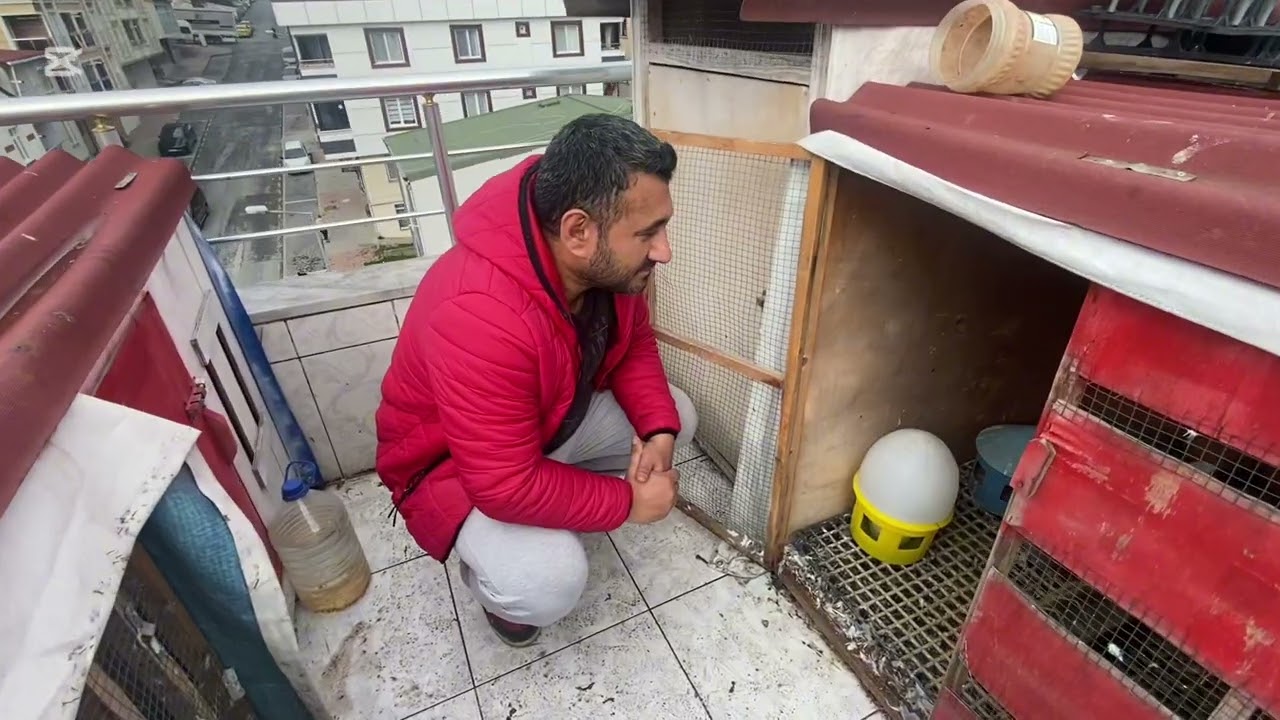 GÜVERCİN ZİYARET VİDEOSU BÜYÜK EMEK EVİN İÇİNDE İNANIKMAZ DAMIZLIKLAR İYİ SEYİRLER ARKADAŞLAR