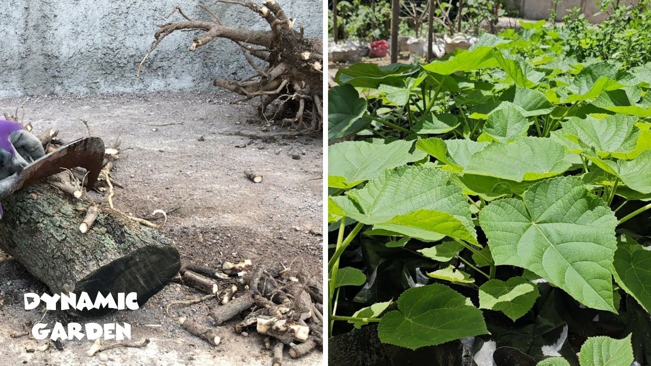 How to propagate Paulownia _ Propagation of Paulownia from roots