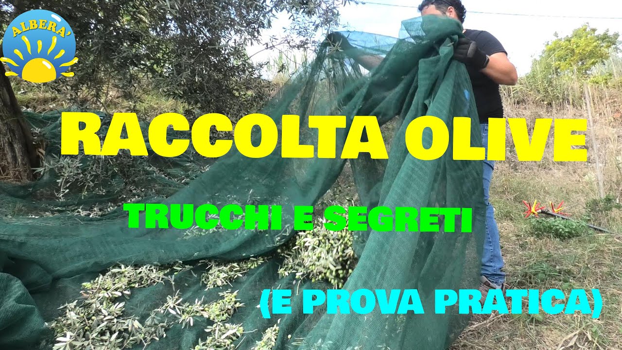 COME RACCOGLIERE LE OLIVE ( TRUCCHI, CONSIGLI E PROVA PRATICA CON ABBACCHIATORE )