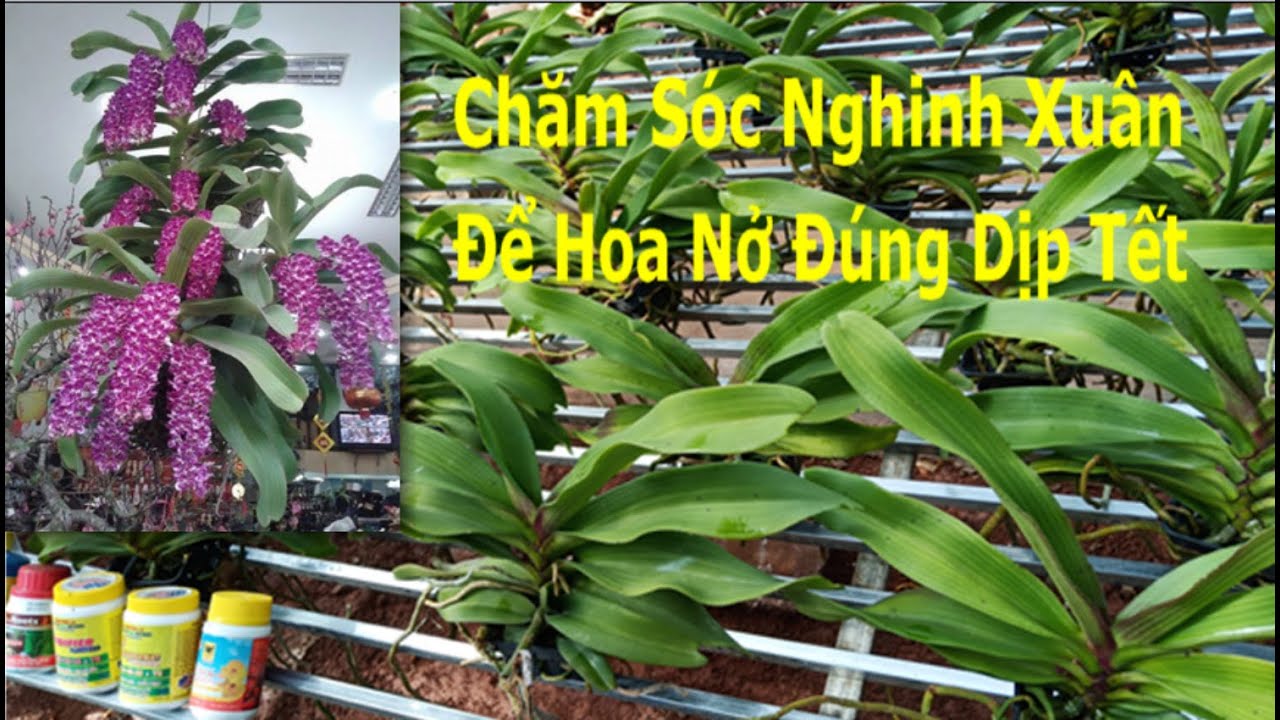 Chăm Sóc Nghinh Xuân Từ A-Z | Cách Dưỡng Vòi Hoa Và Để Hoa Nở Đúng Tết