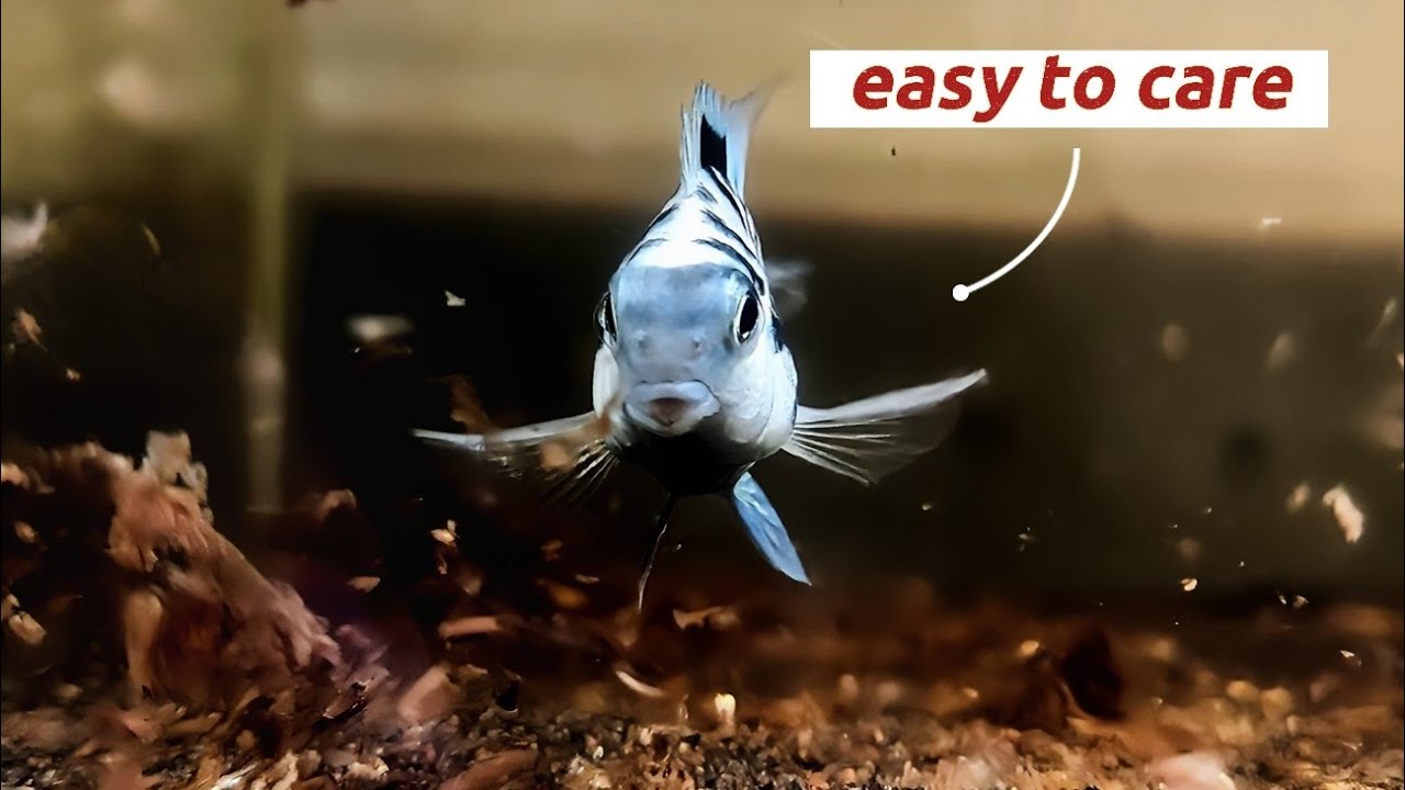 Pecah! Cara Breeding & Merawat Ikan Blue Polar dan Platinum Polar Cichlid yang Lagi Viral!