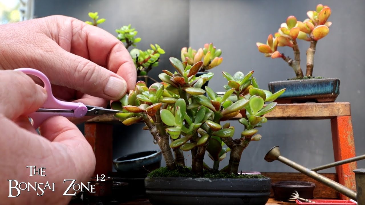 Succulent Sunday, My Mini Trees, The Bonsai Zone, Sept 2025