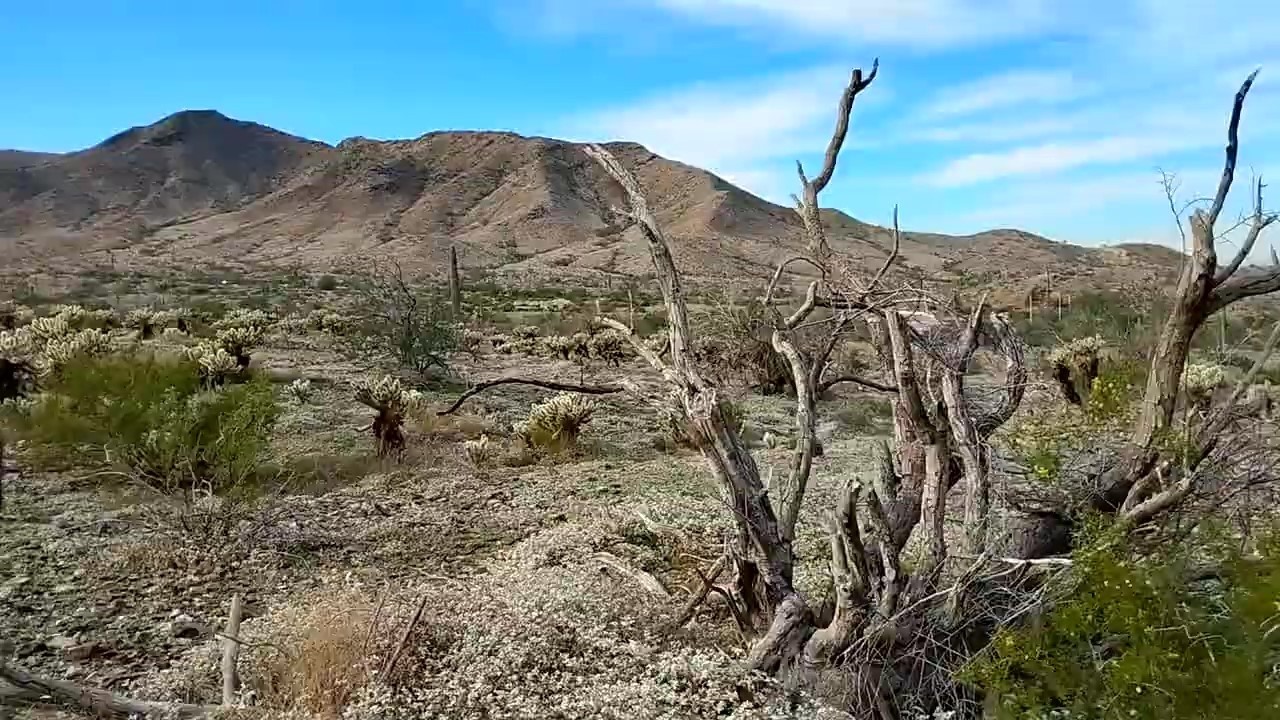 Jumping Chollas and South Mountain Hike