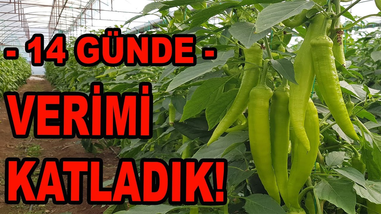 BİBERDE TEPE ALMANIN --ORTA VADEDE-- SONUCU