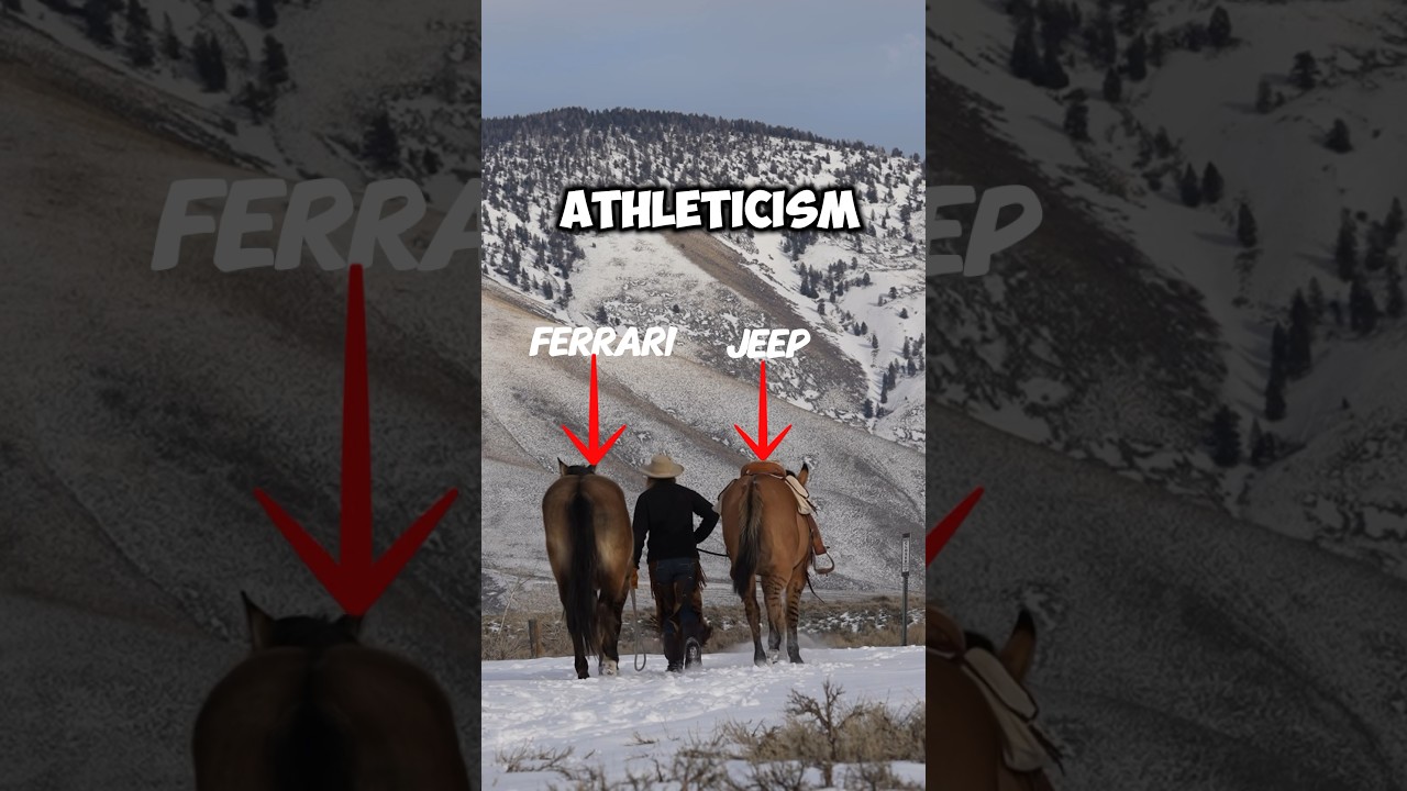 Top 3 Reasons Horses Are Still Better Than Mules