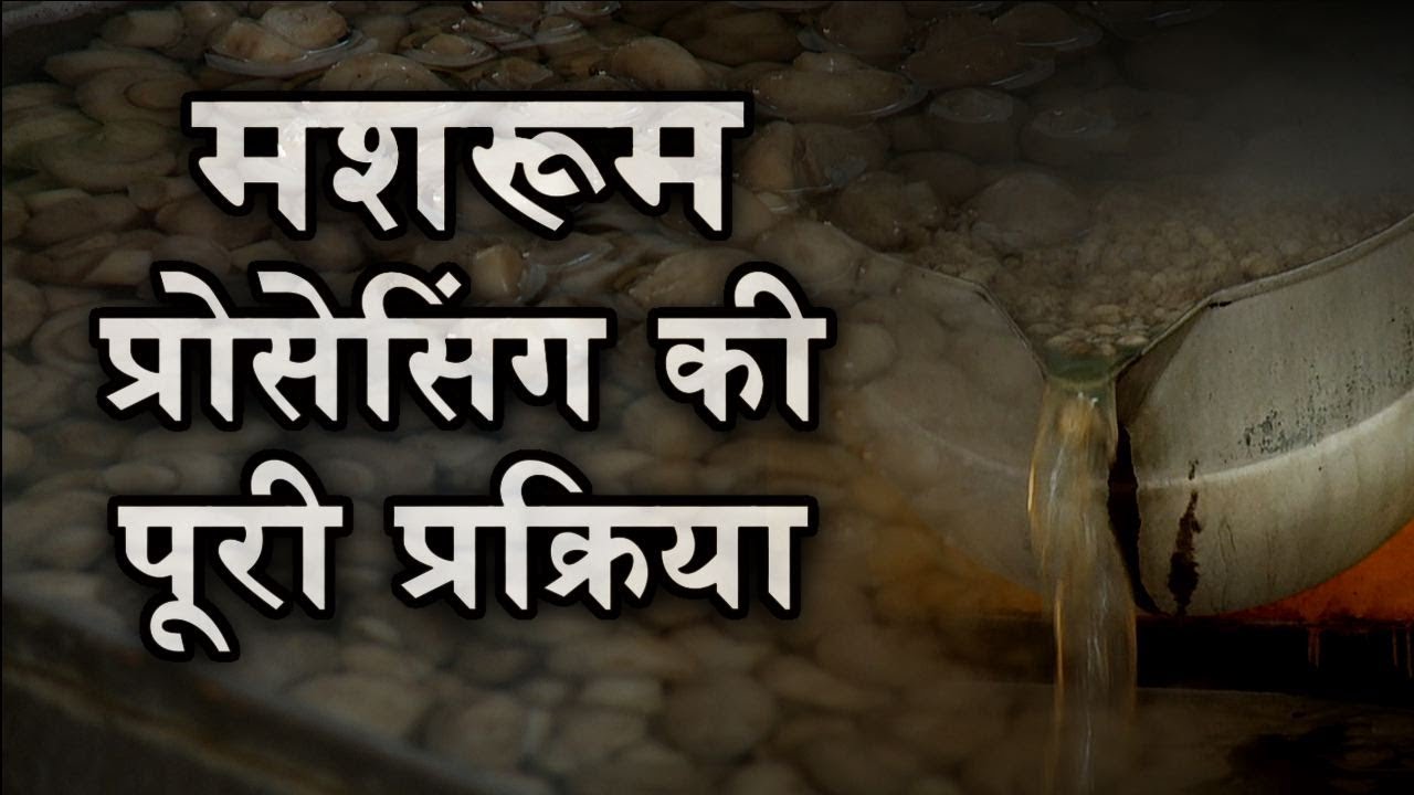 Mushroom प्रसंस्करण इकाई लगाए और कमाए लाखो नहीं करोड़ो | मशरूम Farming | Mushroom Processing Unit