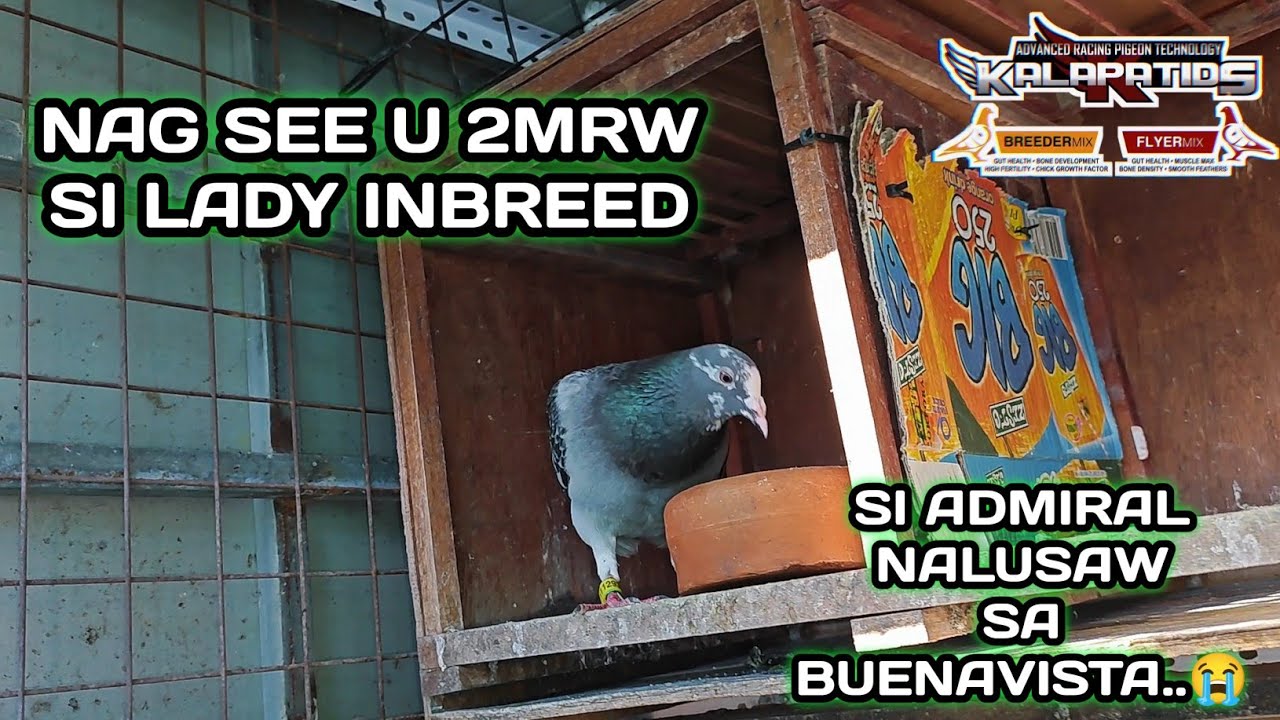 NAG SEE U 2MRW SI LADY INBREED.. | ADMIRAL NALUSAW SA BUENAVISTA..😭