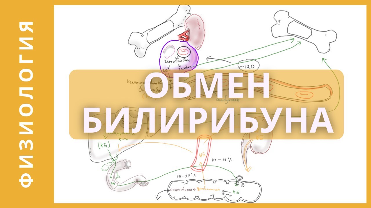 ОБМЕН БИЛИРУБИНА  |  ФИЗИОЛОГИЯ БИЛИРУБИНА