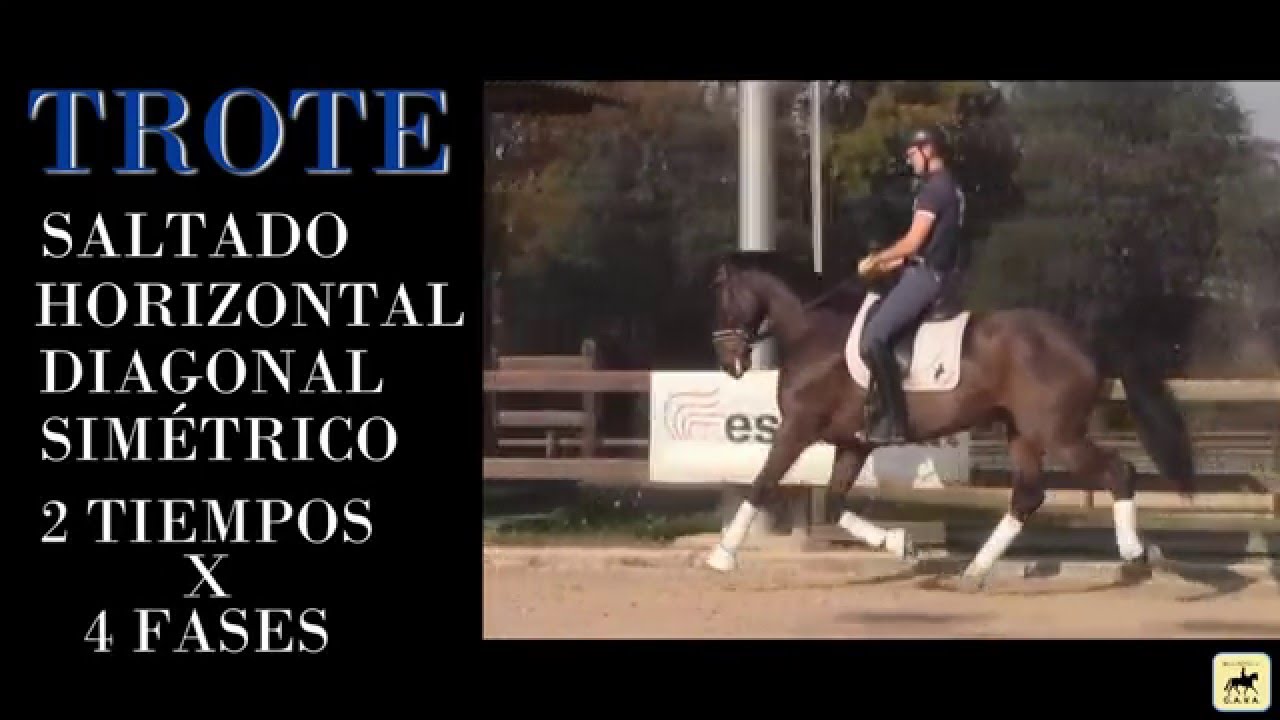 Guía Doma Clásica - Nº1 Aires del caballo