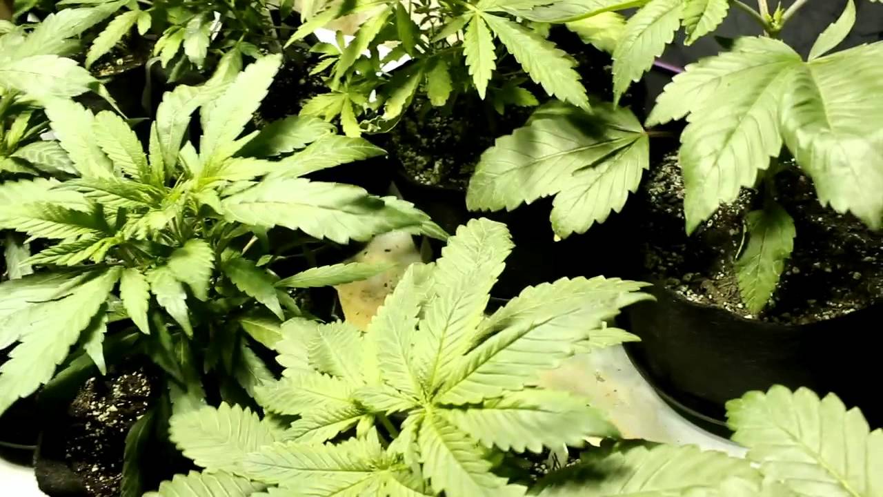Grow Update Day 35 Flower Switch 3X Crazy Purple Cadillac S1E6