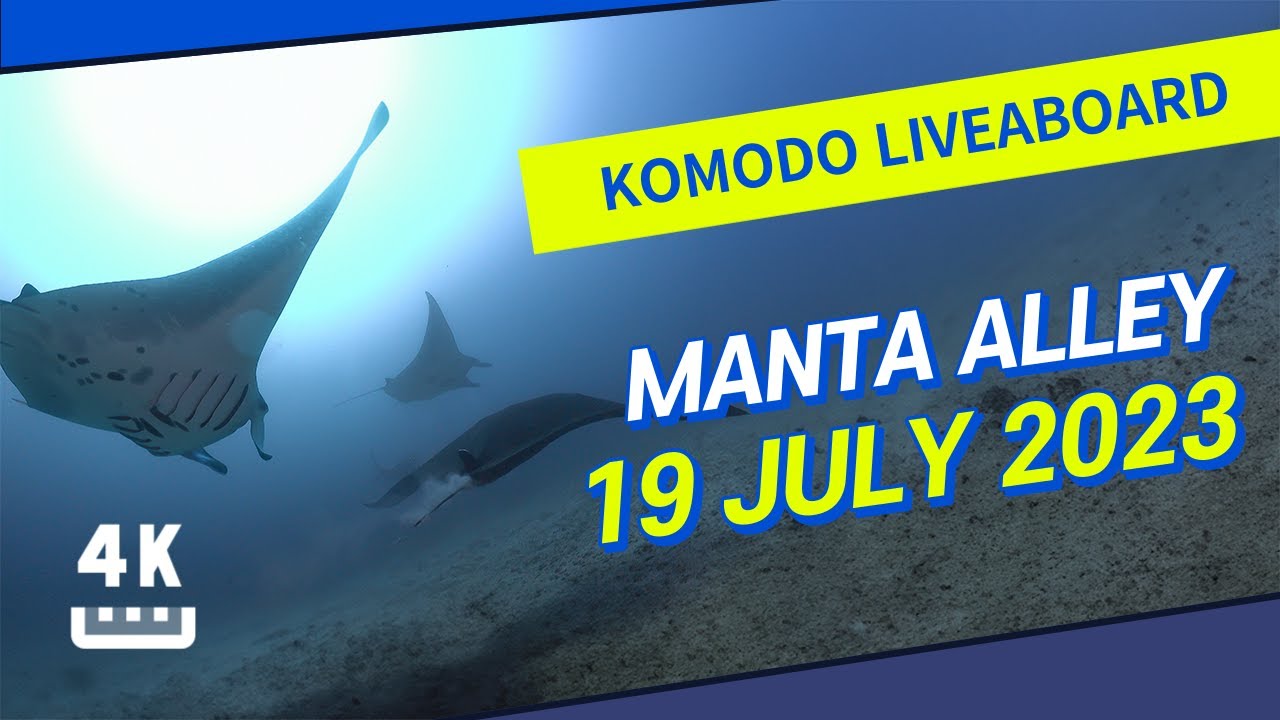 코모도 리브어보드 남부 포인트 Central KOMODO : Manta Alley l Indonesia Top-class Liveaboard Velocean