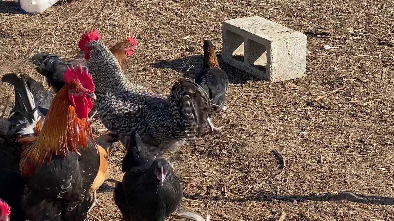 French Black Copper Maran Rooster