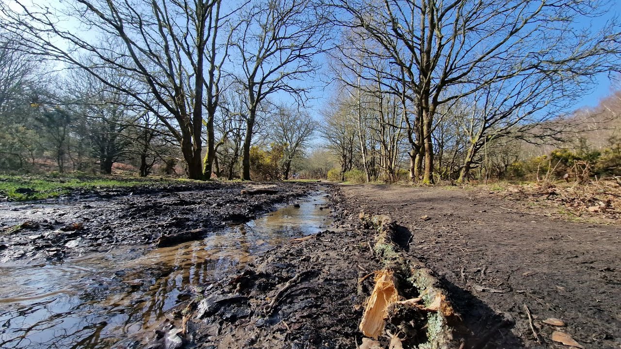 Walking Through Sunlit Woodland | Peaceful Nature Moments