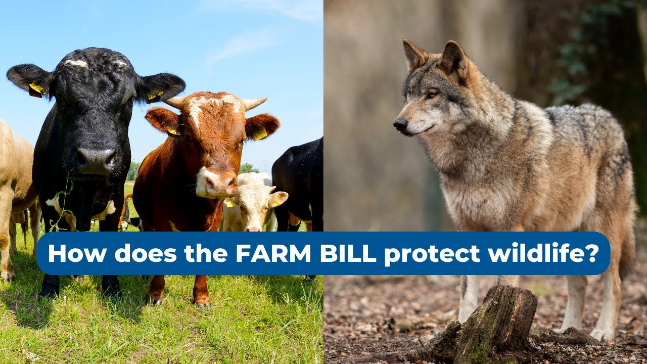 Farm Bill 101: Overview