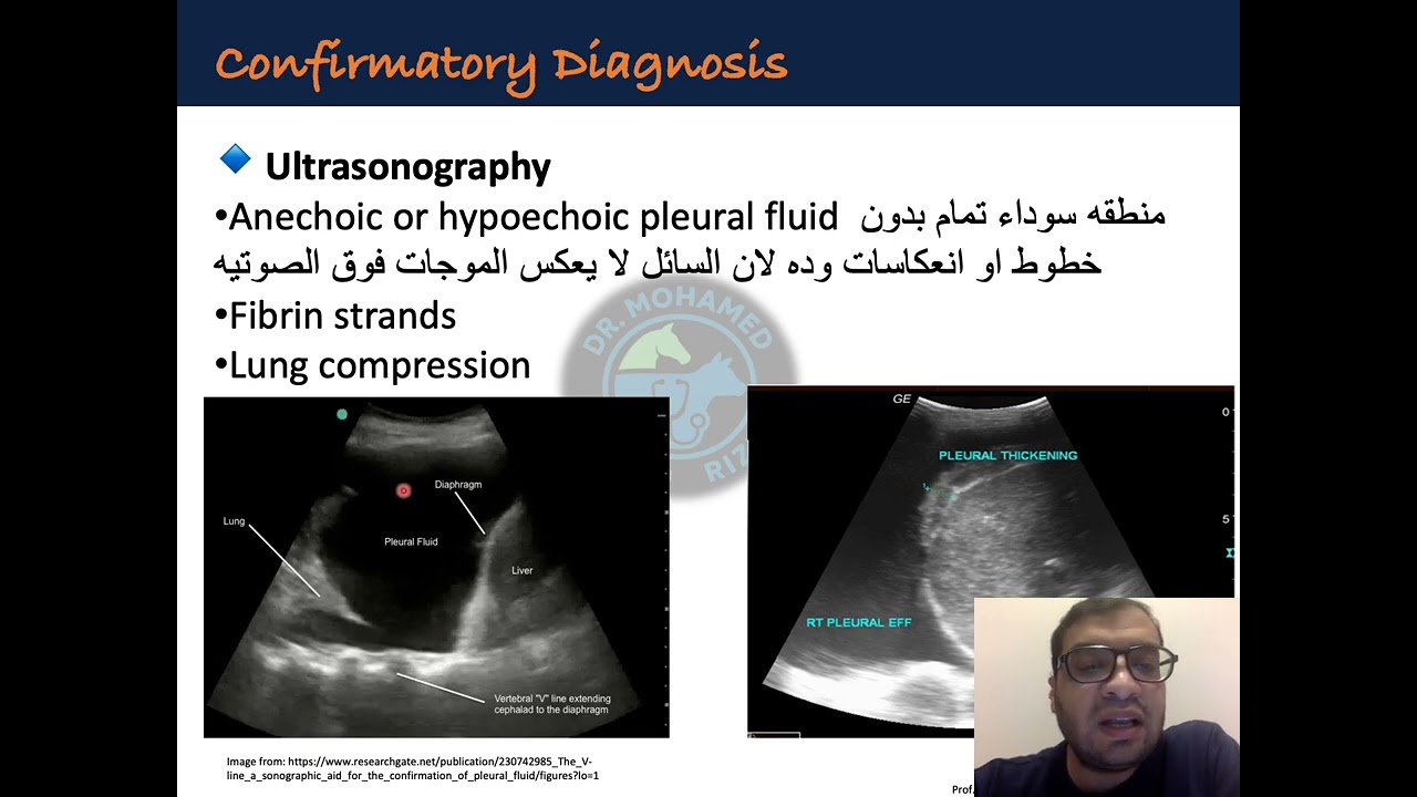 Pleurisy in Cattle | Causes, Clinical Signs & Diagnosis