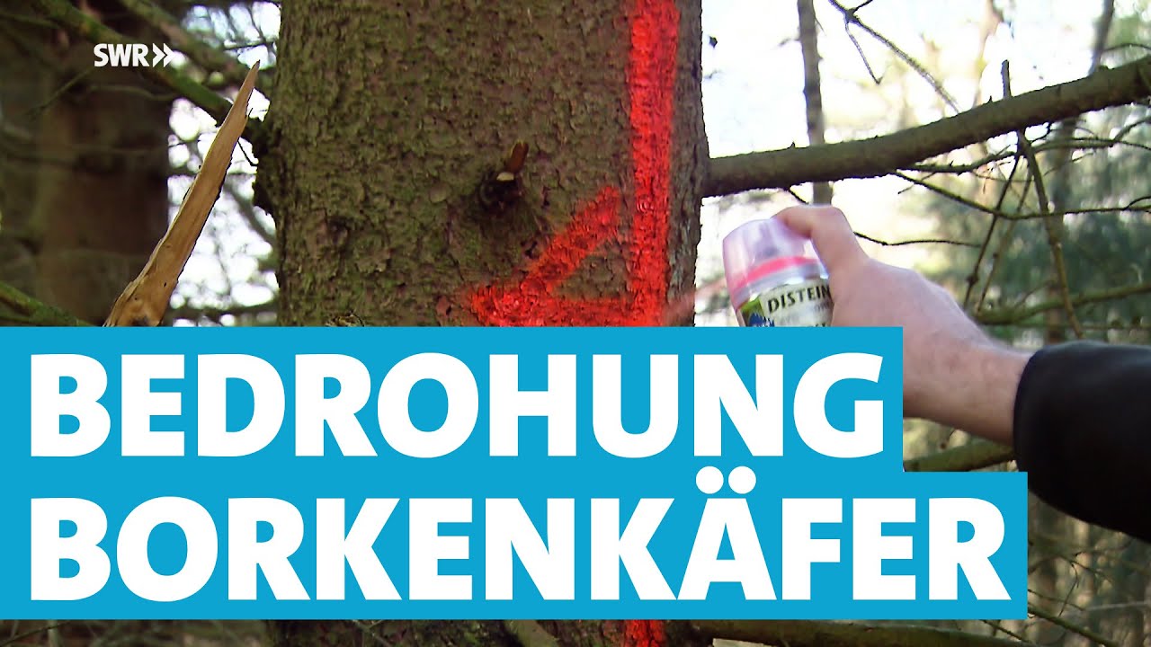 Kleine Käfer mit großen Auswirkungen - So bedrohen Borkenkäfer die Holzwirtschaft