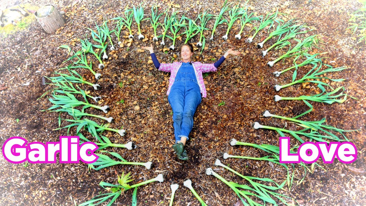 Massive GARLIC Harvest - Elephant & French Garlic + Results of an Experiment with Garlic Rounds 🧄💚🧄