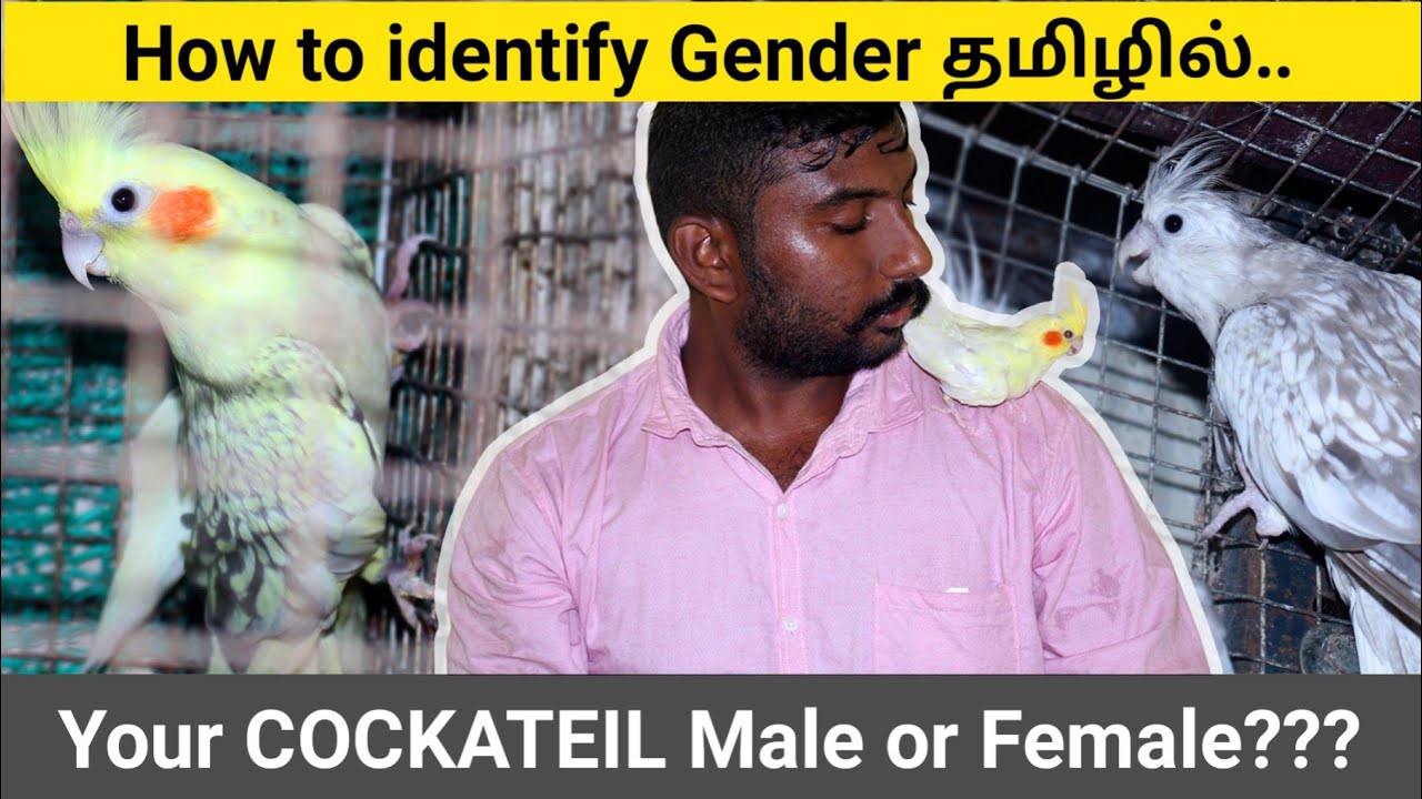 #How to Identify Gender in #cockatiels  Bird's in Tamil | #genderreveal  identification by Color