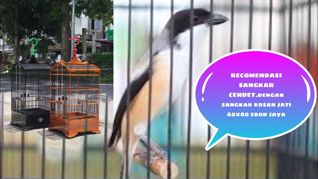 SANGKAR KOSAN JATI EBOD JAYA 40x40 COCOK UNTUK BURUNG CENDET