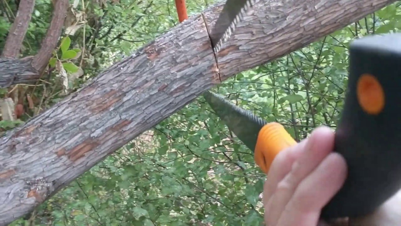 When cutting a large branch, do an undercut to stop it from tearing