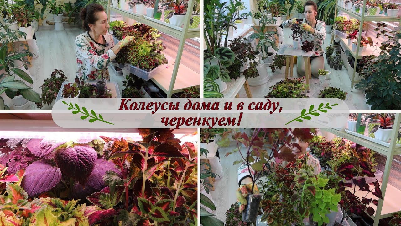 Колеусы - выращивание дома и в саду! Черенкуем колеусы!
