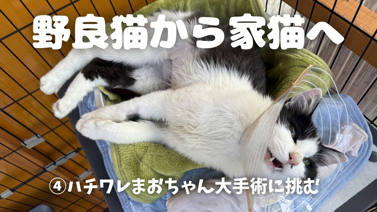 【保護猫 4】野良猫から家猫へ〜ハチワレまおちゃん（♂）大手術に挑む〜