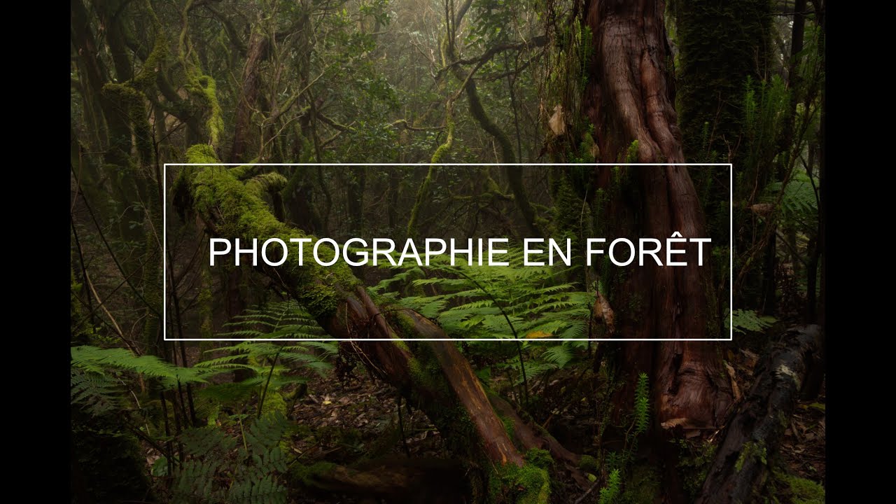 Photographie de paysage - Ancienne forêt (Part II)